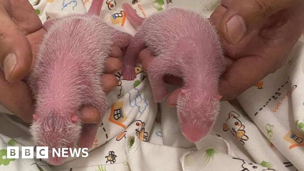 Giant panda twins born to oldest first time mum in Hong Kong