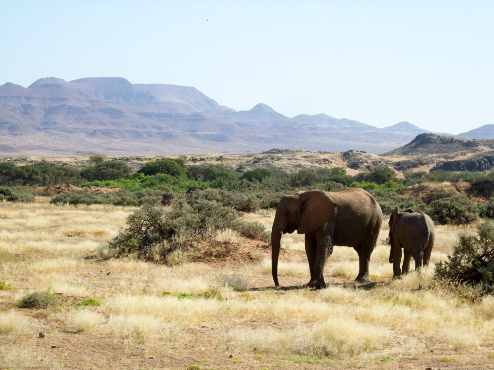 Why is Namibia culling elephants and hippos for meat? | Wildlife News