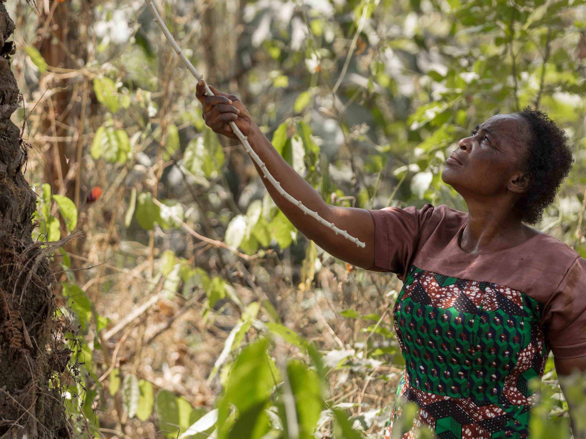 The Forest Women of Afi in Nigeria | Environment