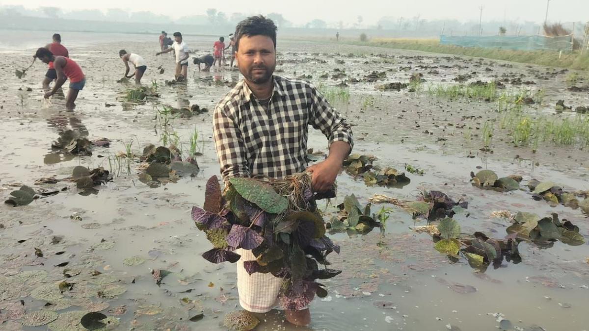 The 'superfood' taking over fields in northern India