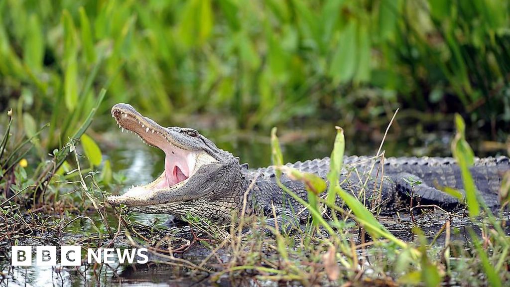 Tropical Storm Debby brings alligators into streets, pools