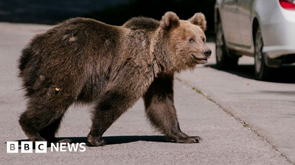 A bear mauled a teen to death. Will a cull solve Romania's bear problem?