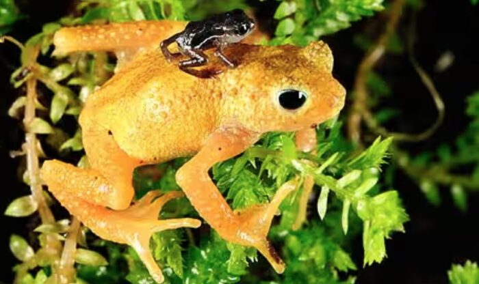 Overlooked Fungus Drives Toads to Extinction