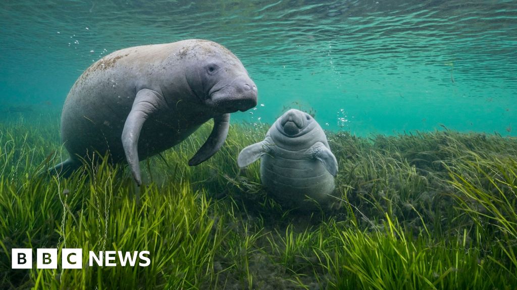 Wildlife Photographer of the Year: Mamma manatee and calf