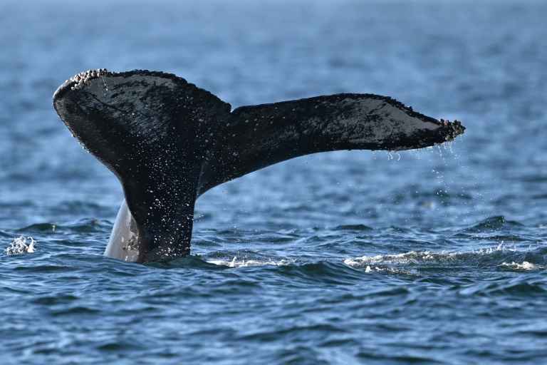 A humpback whale off Rio de Janeiro state, Brazil in June 2024 (MAURO PIMENTEL)