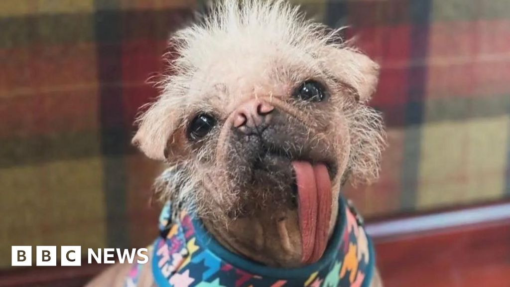 Life with the 'ugliest' dog who now stars in Deadpool & Wolverine