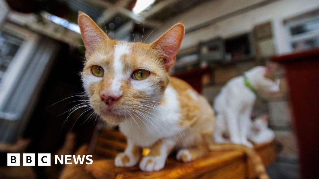 Me-ow! Kenyan feline lovers fret over cat-tax plan