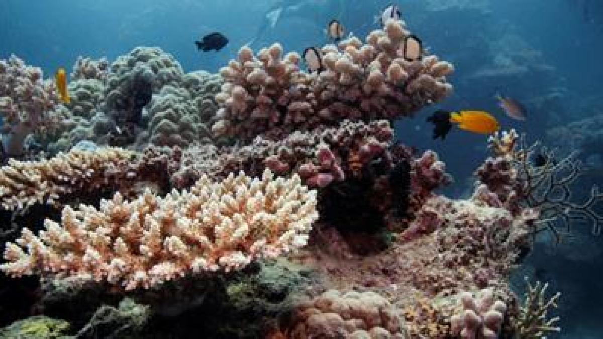 Great Barrier Reef endangered by hottest oceans in 400 years, study finds | Climate Crisis News