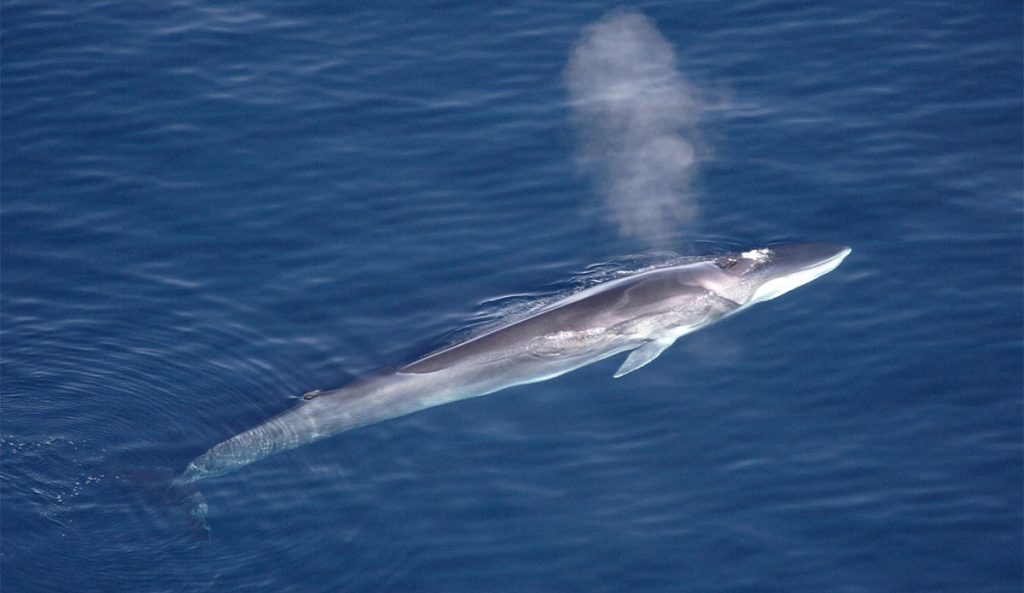 Japan Kills First Fin Whale Despite International Condemnation