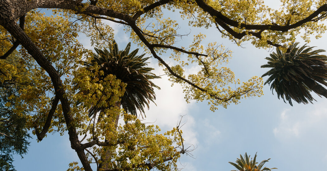 A Tour of L.A.’s Neighborhood Trees