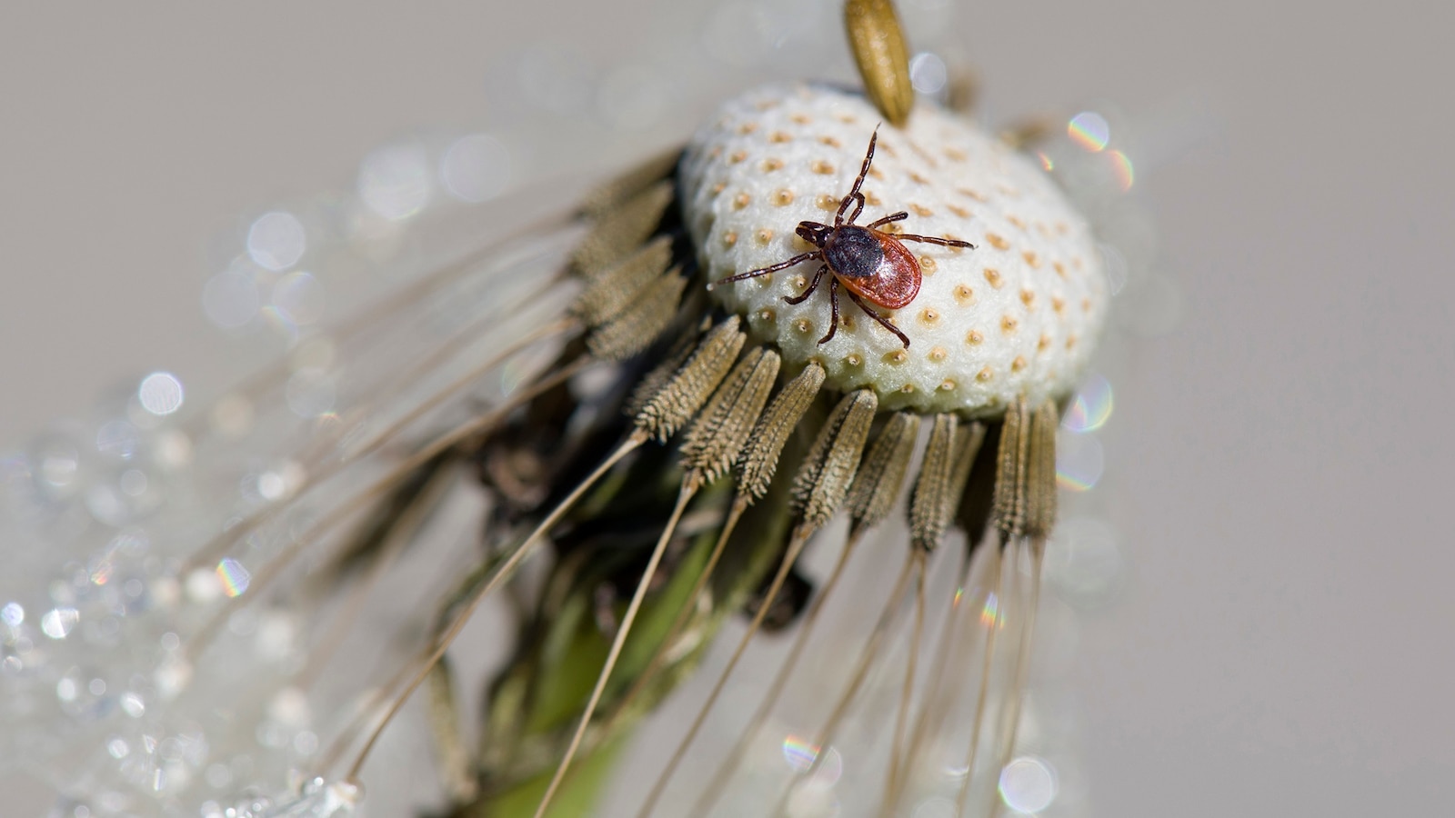 Cooler regions could see 'boom' in tick populations due to climate change, researchers say