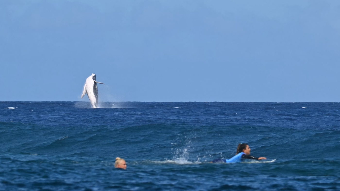 Olympic surfing ends with a whale breach, and gold for U.S. and France : NPR