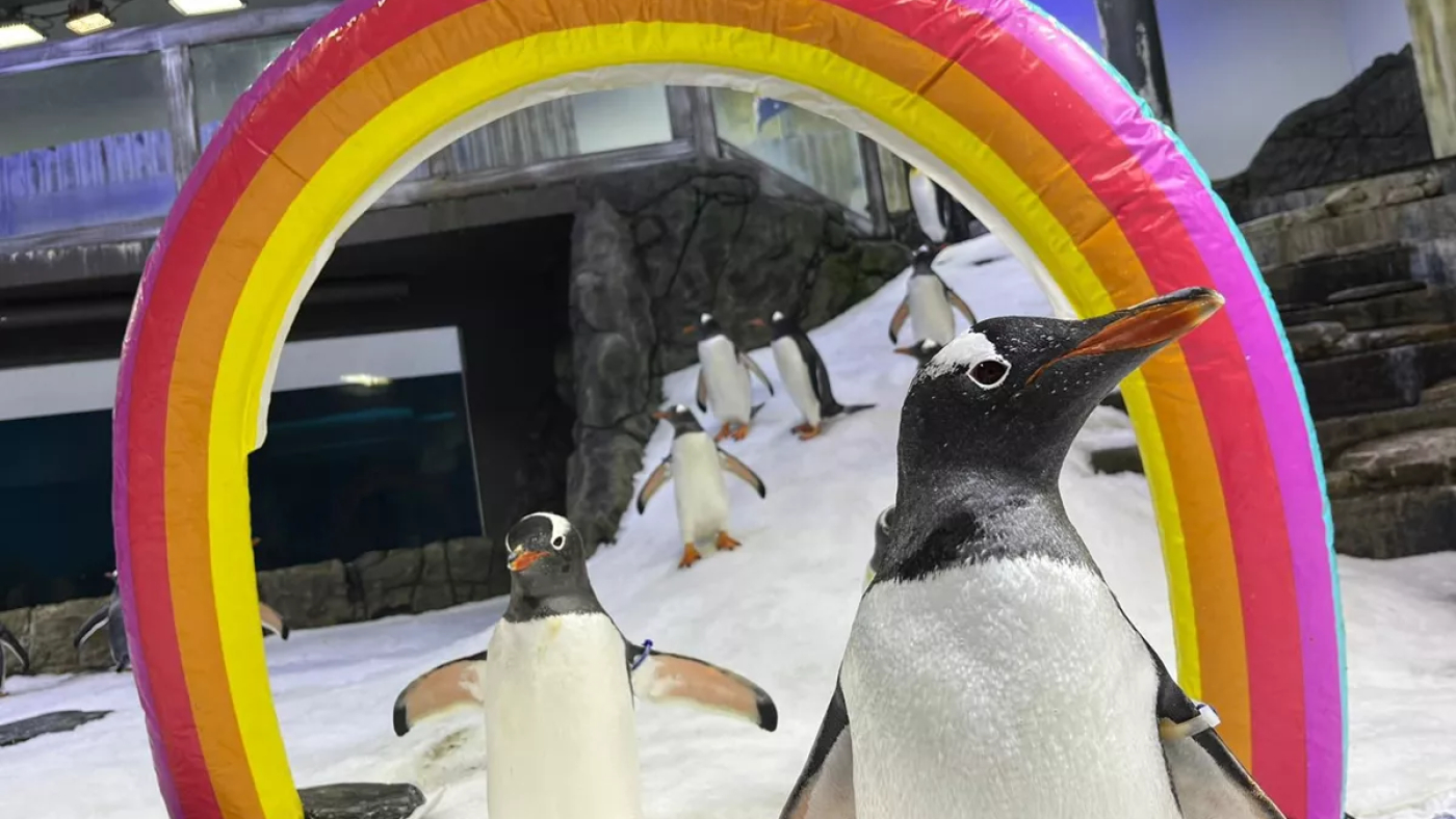 Sphen, partner in Australian same-sex penguin couple, dies : NPR