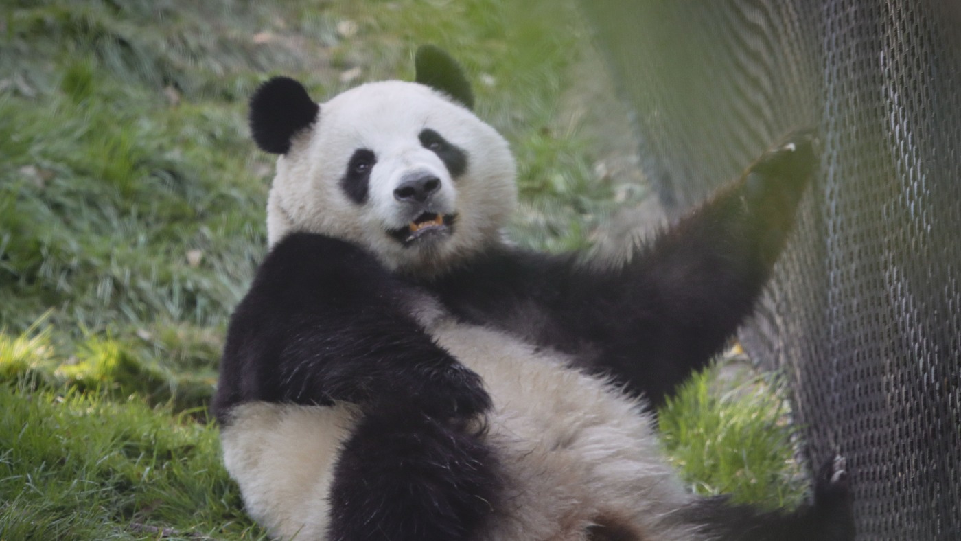 A new panda exhibit at the San Diego Zoo opens to excited fans : NPR