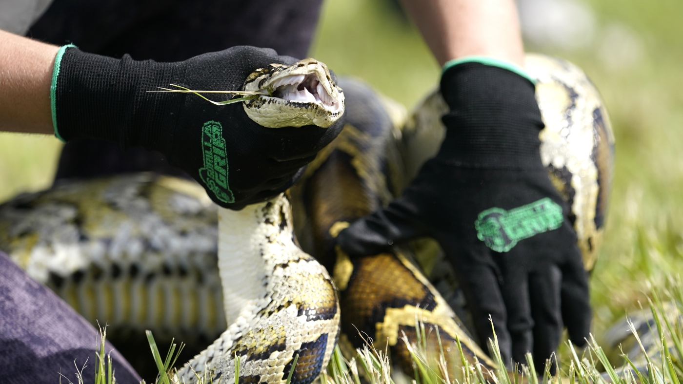 Here’s why snake hunters from across the country are fanning out in south Florida this week : NPR