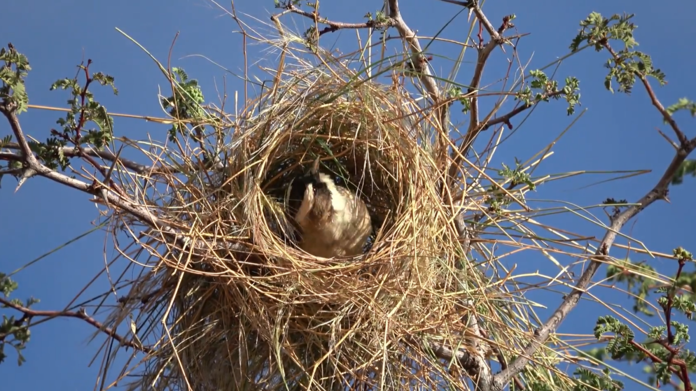 Birds have cultural traditions that affect nest building, new study finds : NPR