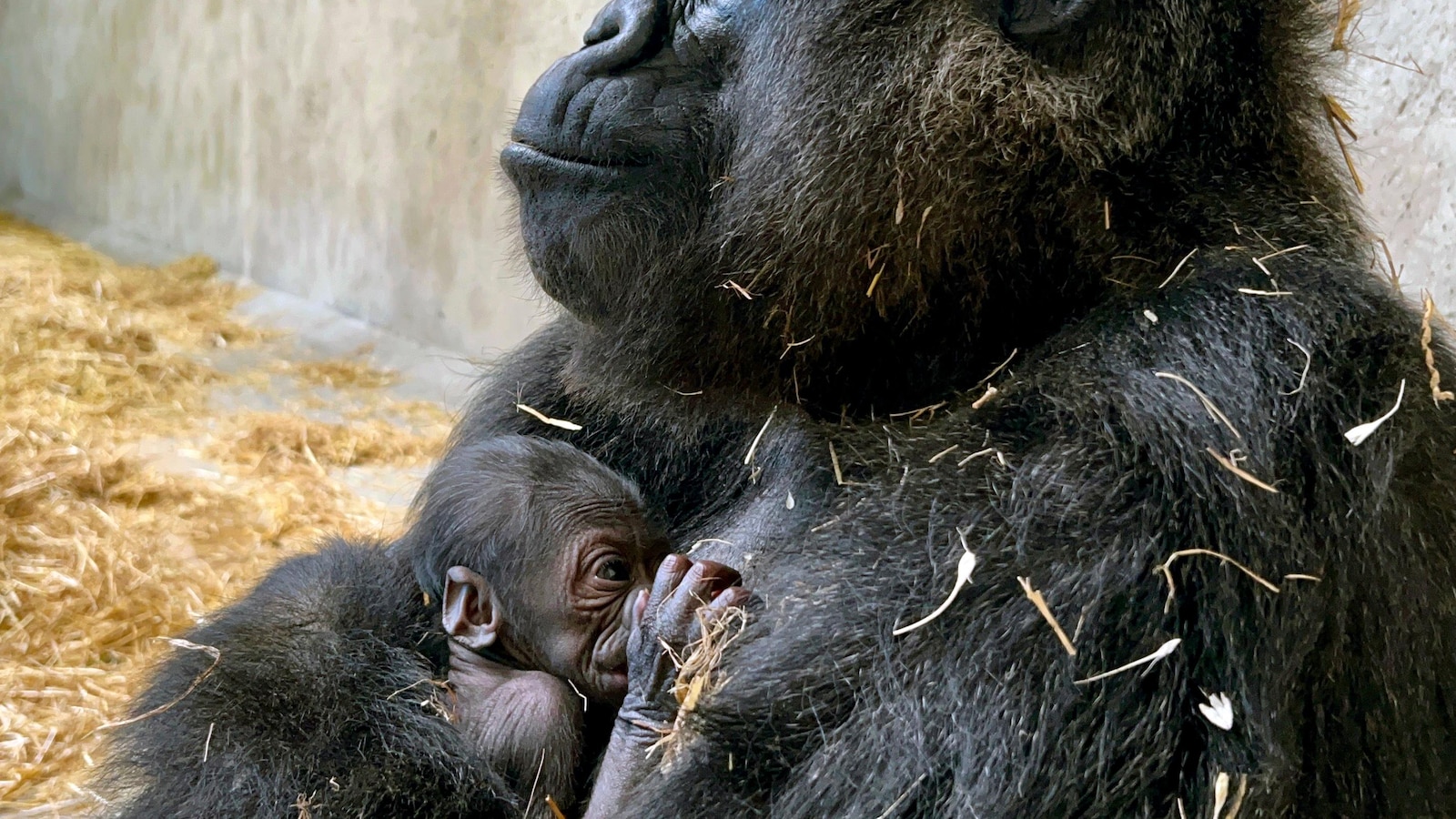 Baby gorilla is born at Detroit Zoo, the first in its 96-year history