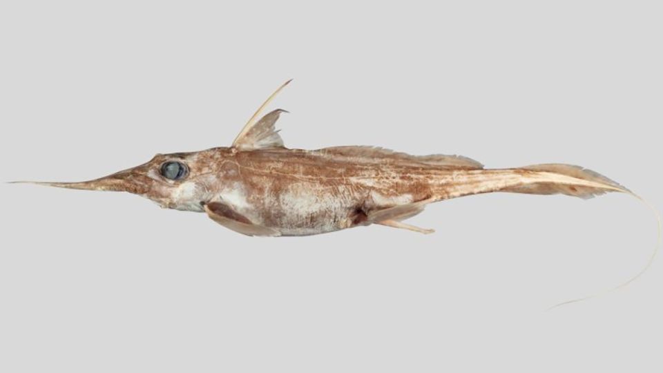 New species of ghost shark discovered by New Zealand scientists