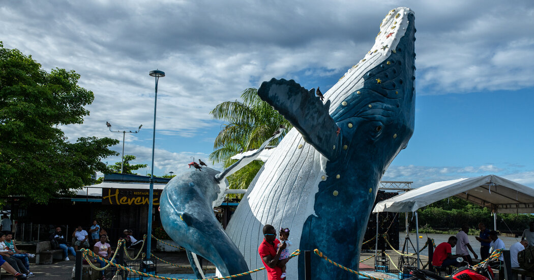 In Colombia, a Festival Celebrates Humpback Whales and Local Culture