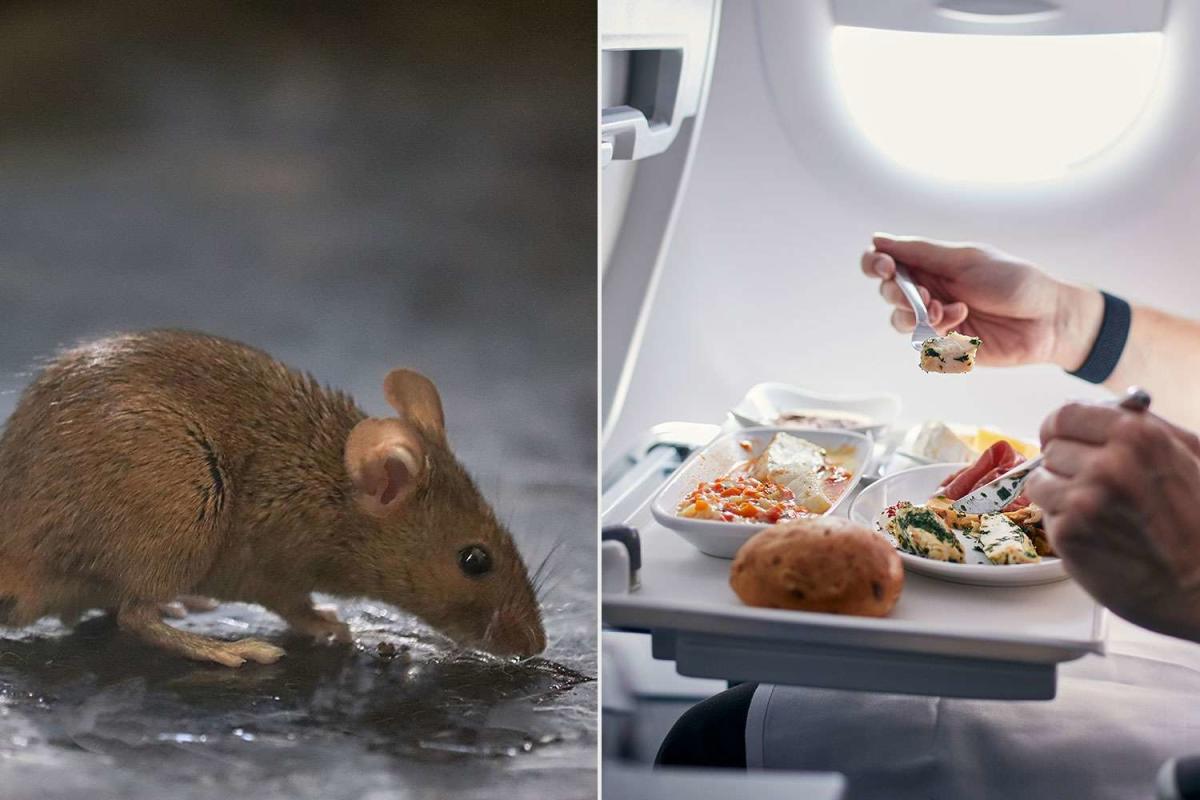 A Live Mouse ‘Jumped’ Out of a Passenger's Airplane Meal, Causing the Flight to be Diverted