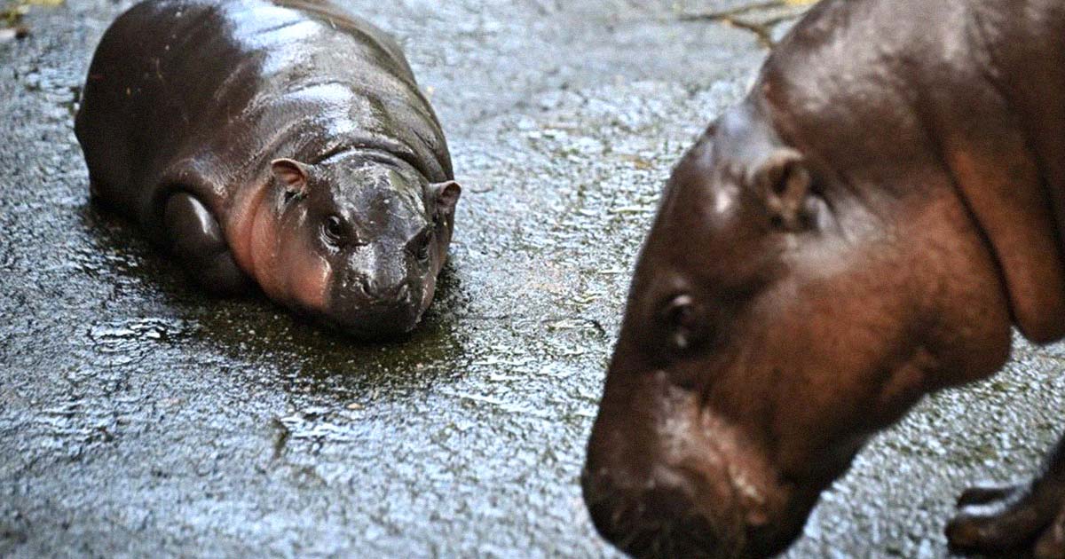 We're Willing to Die for This Baby Hippo Called Moo Deng