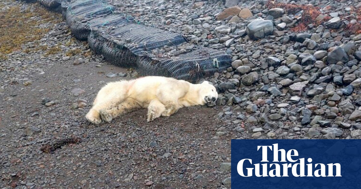 Rare polar bear shot dead by police in Iceland after being thought a threat | Iceland