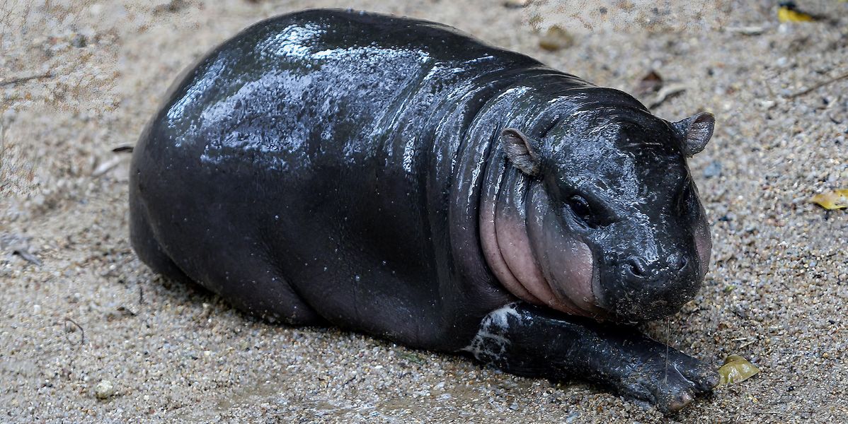 A Baby Hippo Is Taking The World By Storm — But Not Everyone Is Being Nice To Her