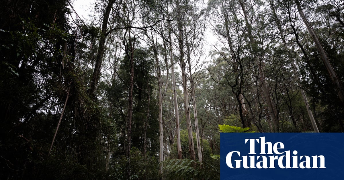 Environment watchdog powers may be weakened to pass parliament, Albanese says | Anthony Albanese