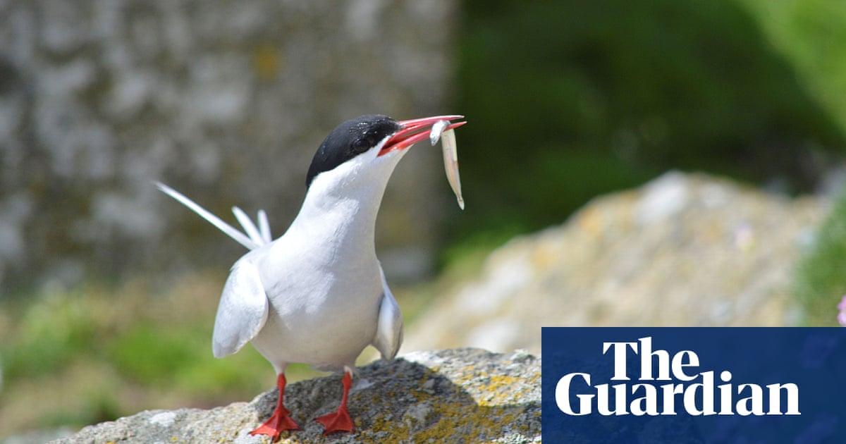 Arctic tern and common gull join red list of UK species in crisis | Birds