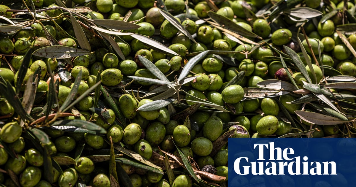 Thieves try to steal almost half a tonne of olives as harvest begins in Spain | Spain