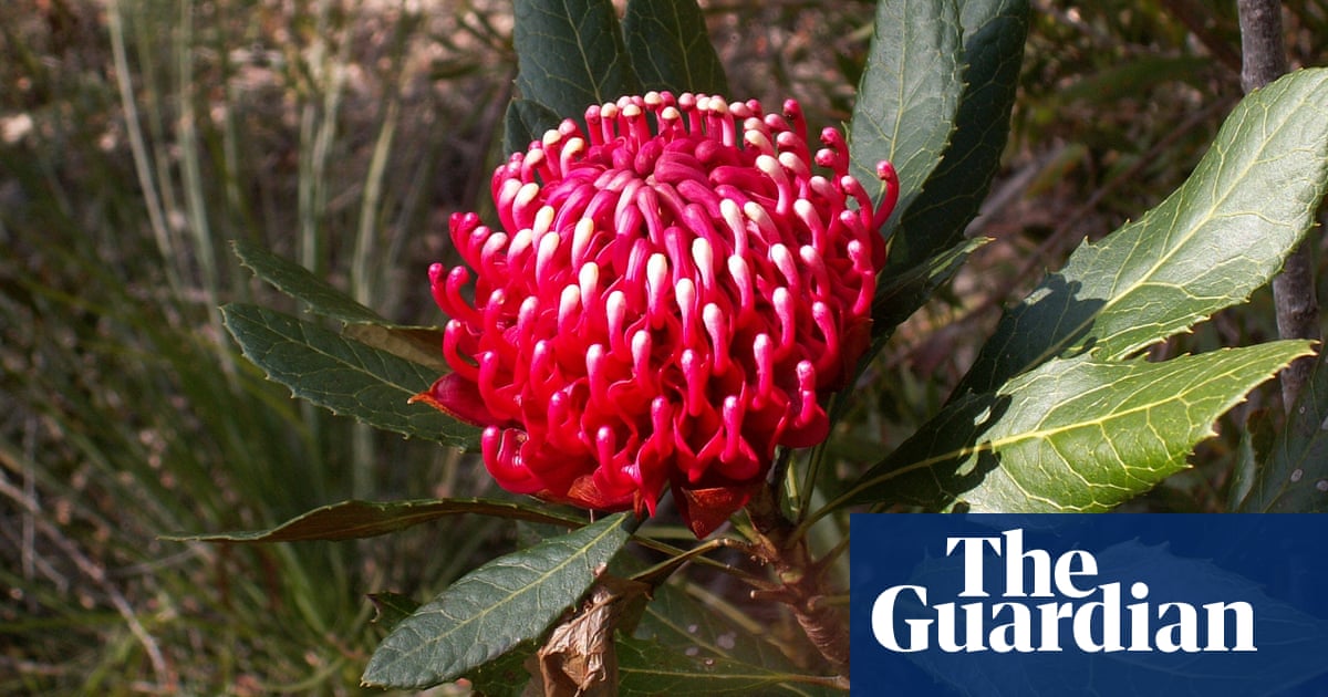 ‘A symbol of our nation’: waratah among 20 more species added to Australia’s threatened wildlife list | Tanya Plibersek