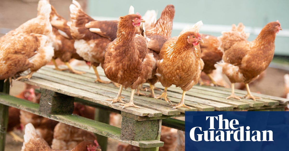 Missouri sees first positive bird flu case without known animal contact | US news