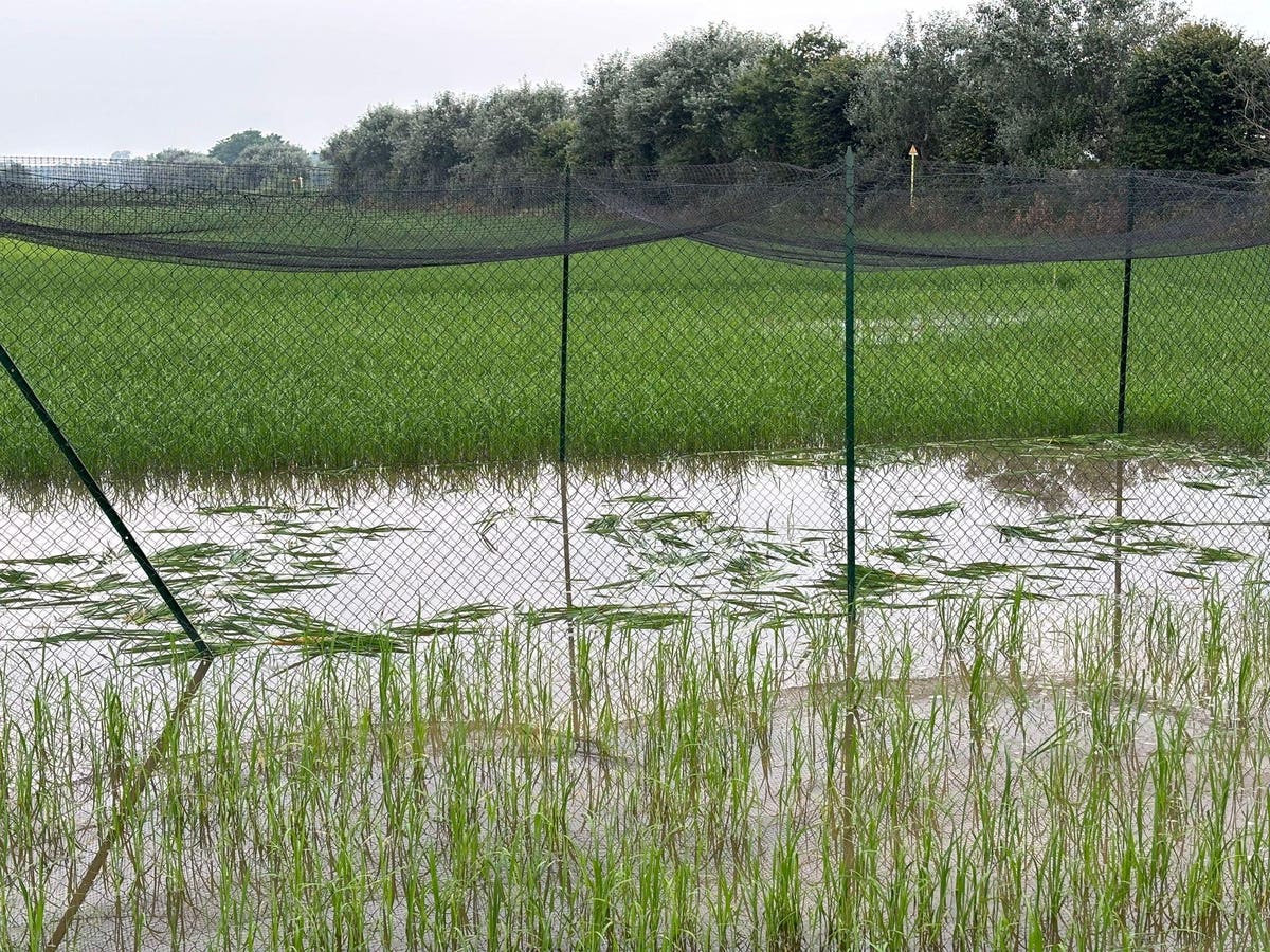 Vandals Destroyed Italy’s First Gene-Edited Crop, But There’s Good News