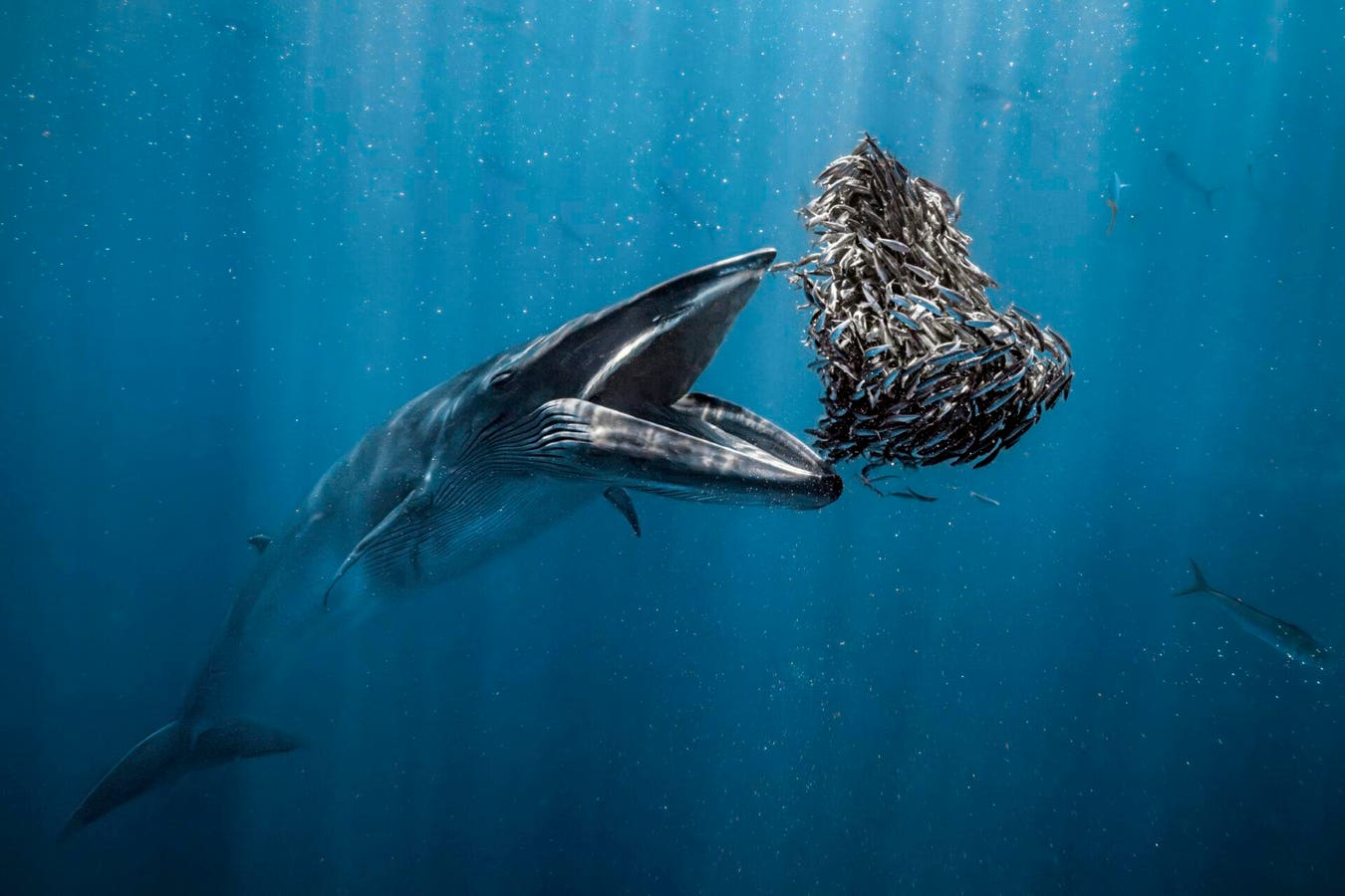 Beautiful, Mesmerizing Sea Life Images, Winners Of Ocean Photographer Of The Year