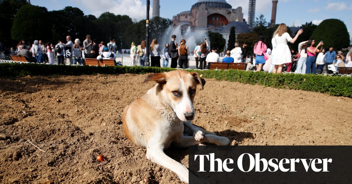 Fury in Turkey as animal lovers and politicians attack ‘massacre law’ to deal with 4m stray dogs | Turkey