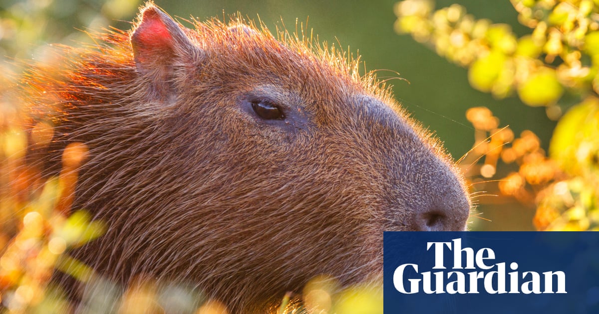 Shropshire zoo seeks runaway ‘beloved’ capybara | Zoos