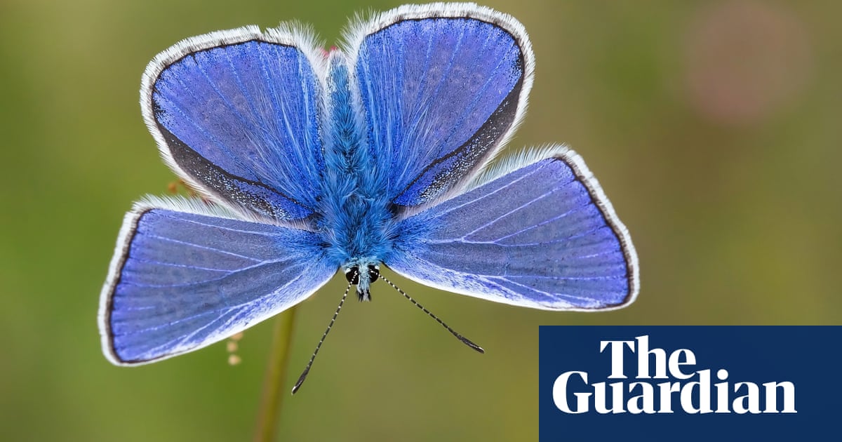 ‘Butterfly emergency’ declared as UK summer count hits record low | Butterflies