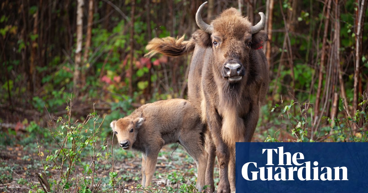 UK’s first ever bison bridges under construction in Kent woodland | Animals