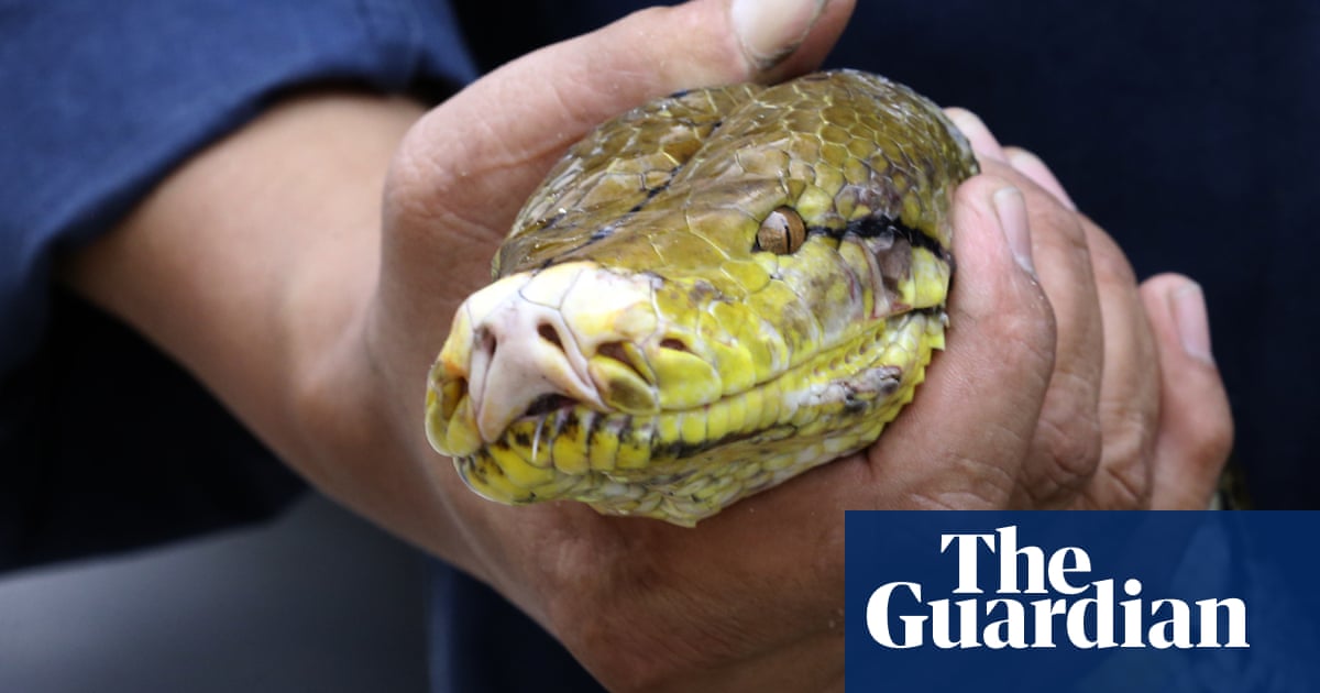 Thai woman rescued after two hours trapped in four-metre python’s coils | Thailand