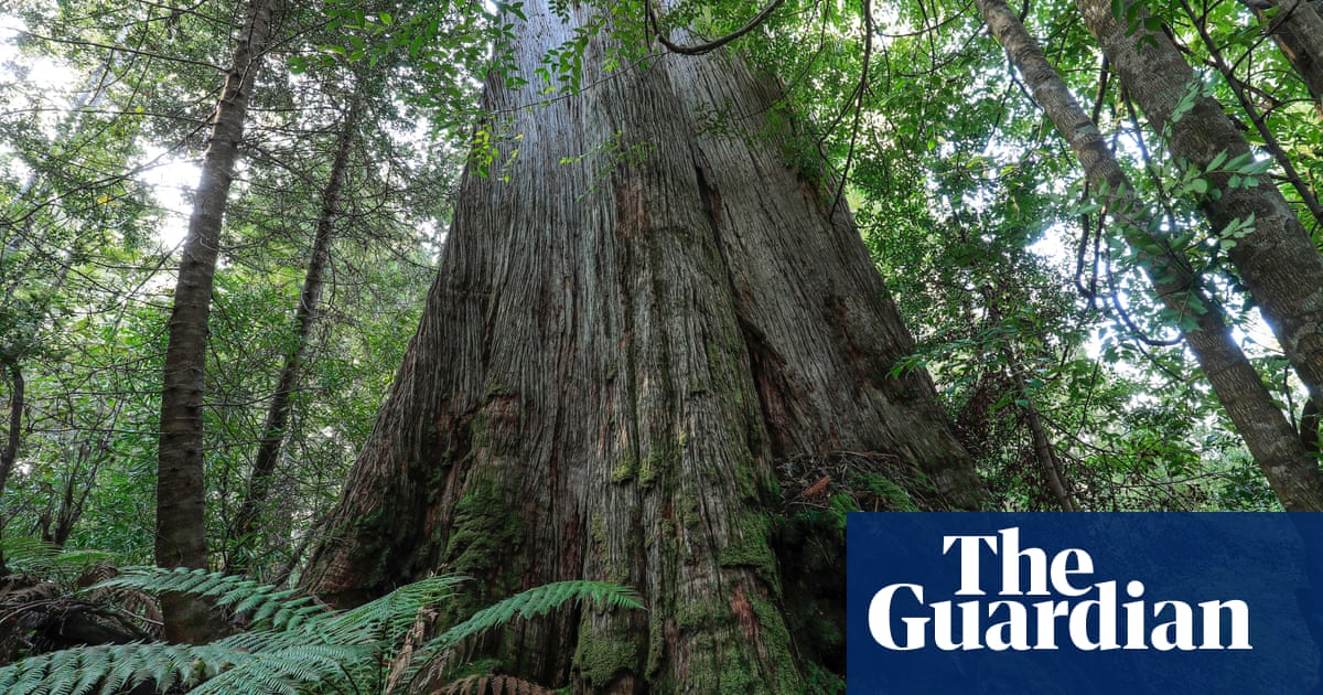 Albanese urged to ditch Howard-era native forest logging exemptions | Environment