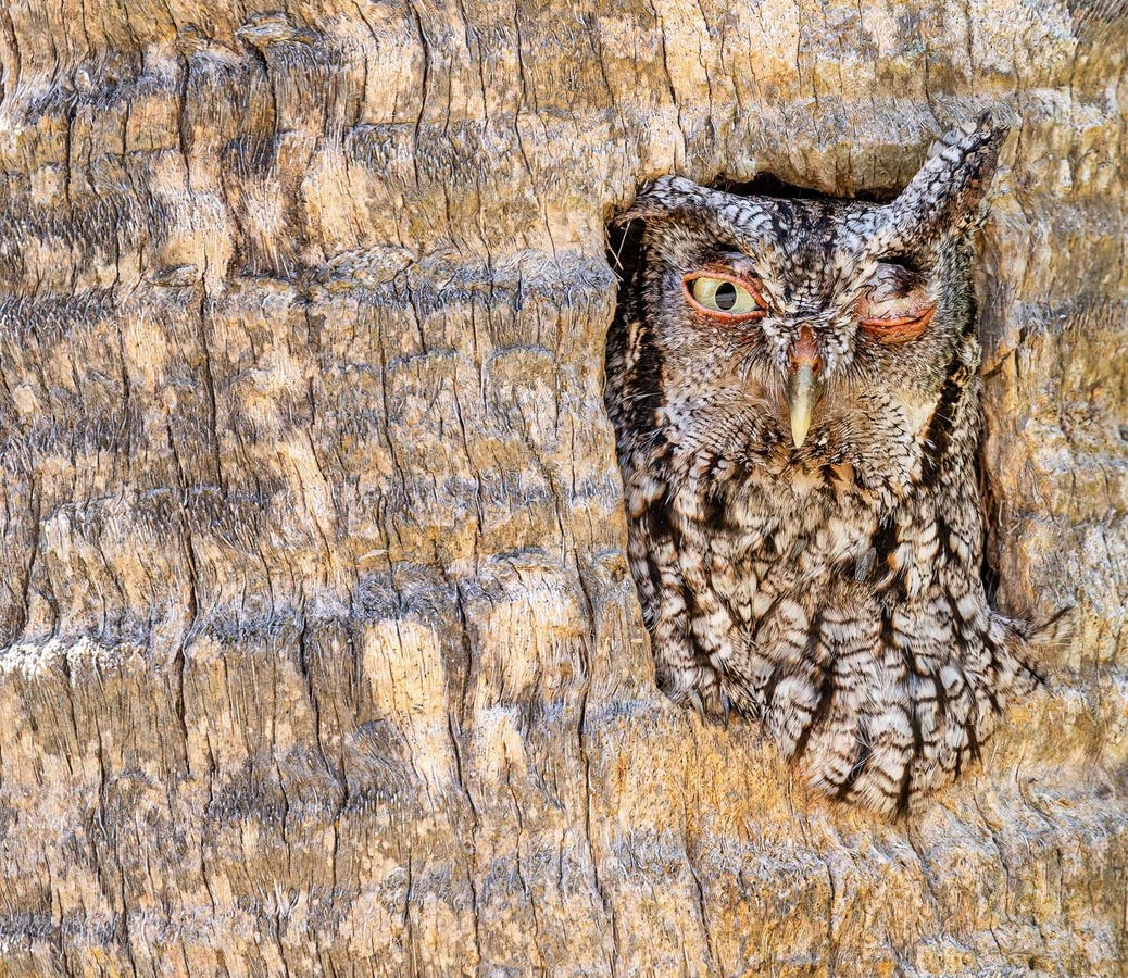 18 Winners Of Bird Photographer Of The Year