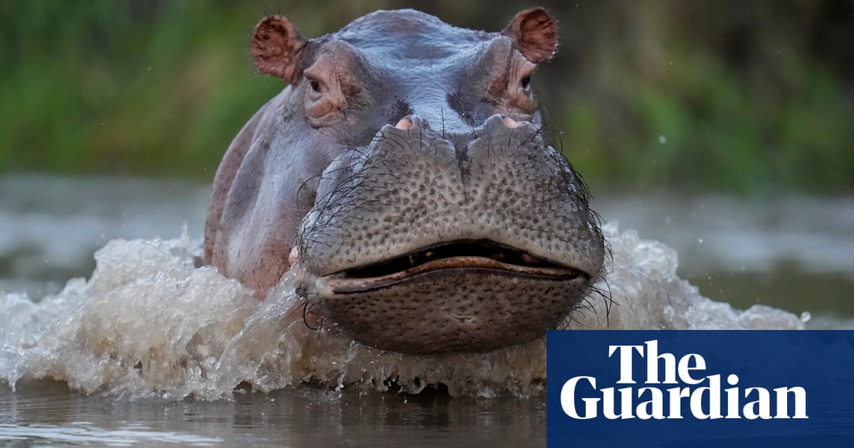 ‘Thrown like a rag doll’: British tourist narrowly survives hippo attack in Zambia | Zambia