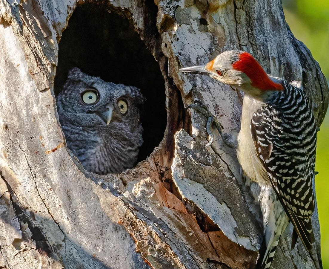 20 Finalists Of Comedy Wildlife Photography Awards