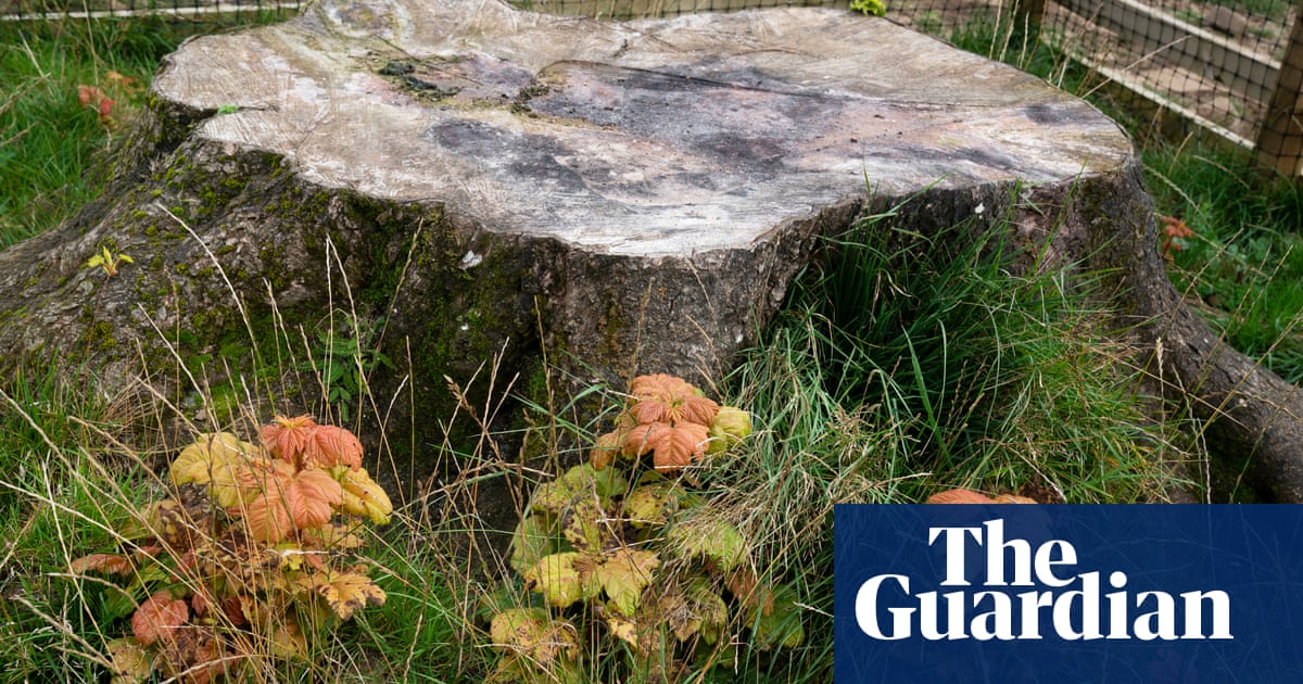 ‘Trees of hope’: Sycamore Gap tree saplings to be planted around UK | Northumberland