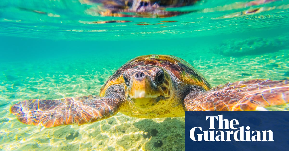 ‘It’s hugely moving’: record numbers of sea turtle nests recorded in Greece | Wildlife