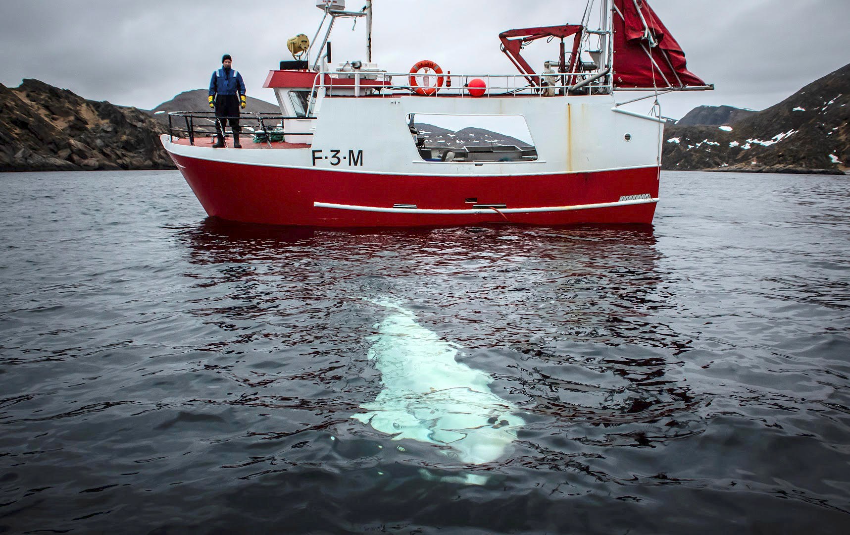 ‘Russian spy’ whale Hvaldimir found dead in Norway | Environment News