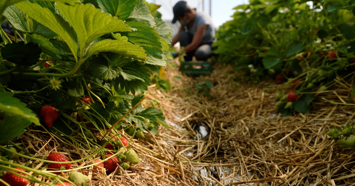 Indonesian fruit-pickers say seasonal work in UK left them drowning in debt | Labour Rights