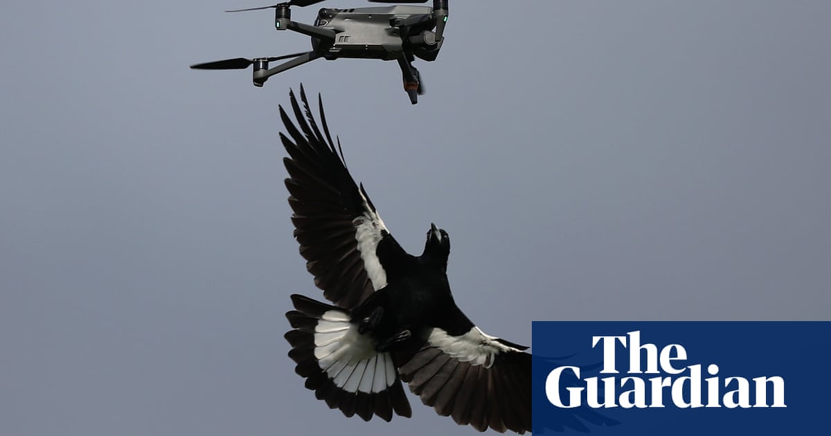 Australia’s magpie swooping season is here – but they aren’t the only birds to watch out for | Birds