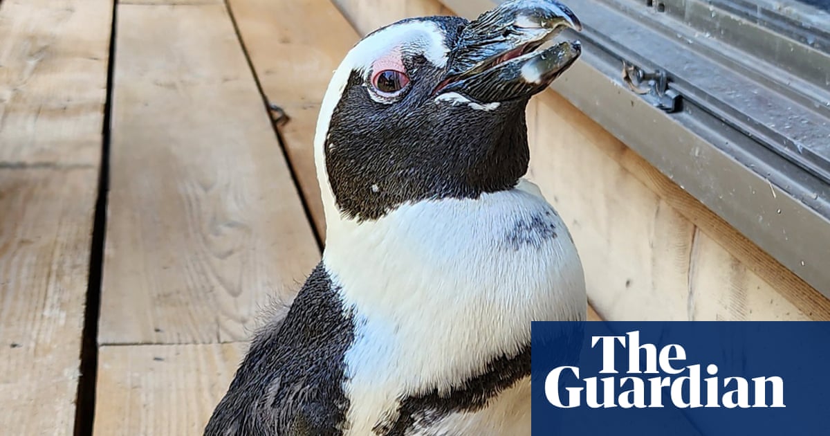 ‘Miracle’ penguin found two weeks after escaping captivity in Japan | Japan