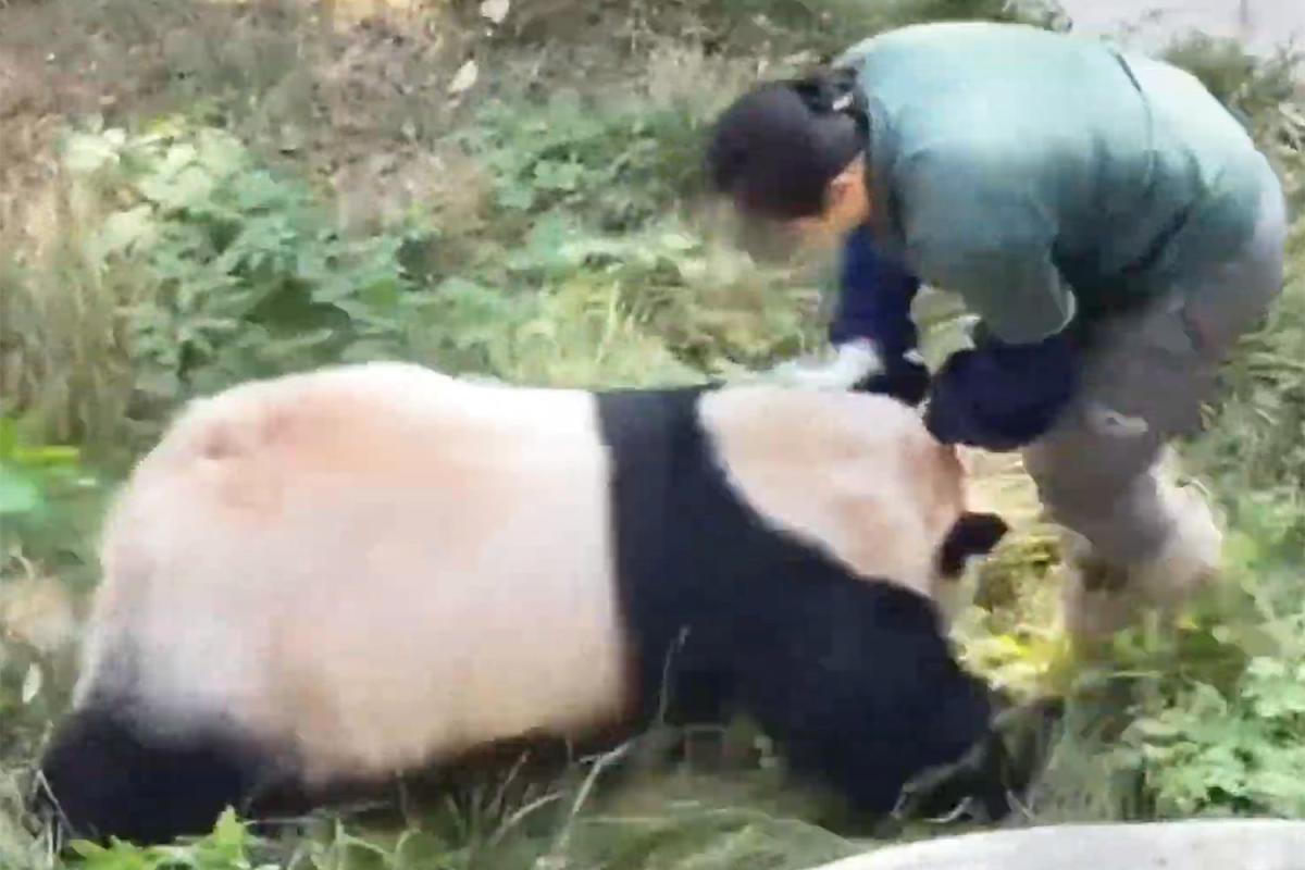 Angry Panda Chases Zookeeper After They're Unexpectedly Trapped Together in Den